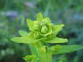 Euphorbia virgata - Wikimedia Commons