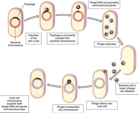 Pin by lucy on Microbes | Biology major, Microbiology, Medical laboratory