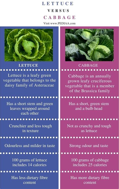 What is the Difference Between Lettuce and Cabbage - Pediaa.Com