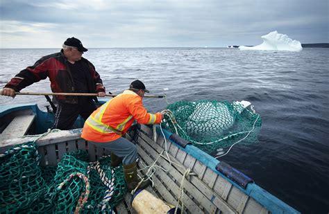 Iceberg Water, Used in Luxury Vodka, is Becoming a Lucractive Business in Newfoundland - Newsweek