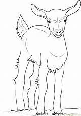 Baby Goat Coloring Page For Kids  Free Printable Pages sketch template