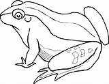 Free Printable Frog Coloring Pages For Kids sketch template