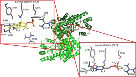 Structure of aspartate aminotransferase with substrate analog ...