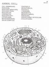 Animal Cell Diagram Coloring Sheet sketch template