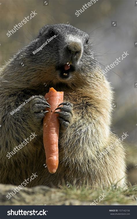 Alpine Marmot Stock Photo 157142156 : Shutterstock