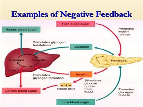 Positive and negative feedback