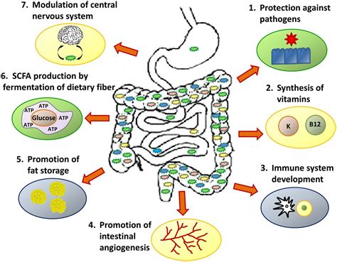 What is the microbiome? | ADC Education & Practice Edition
