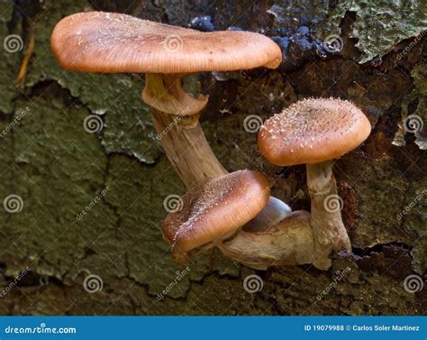 Seta, Mushroom stock photo. Image of fungus, ingredient - 19079988