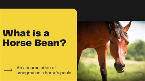 What is a Horse Bean? - The Livestock Expert