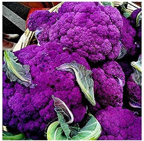 20 Purple Cauliflower Seeds Heirloom Non GMO Sicilian - Etsy