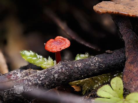 Forest Fungi Forage – TasView