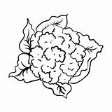 Cauliflower Coloring Pages Printable For Free Download sketch template