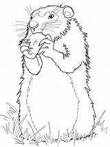 Groundhog Coloring Pages  Best For Kids sketch template
