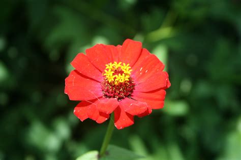 Marguerite Daisy Flower on Mount Matutum Volcano, Mindanao… | Flickr