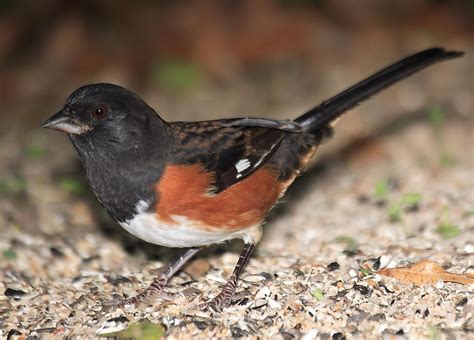 Eastern Towhee | Animals, Birds, Eastern