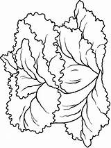Lettuce coloring Pages Download And Print sketch template