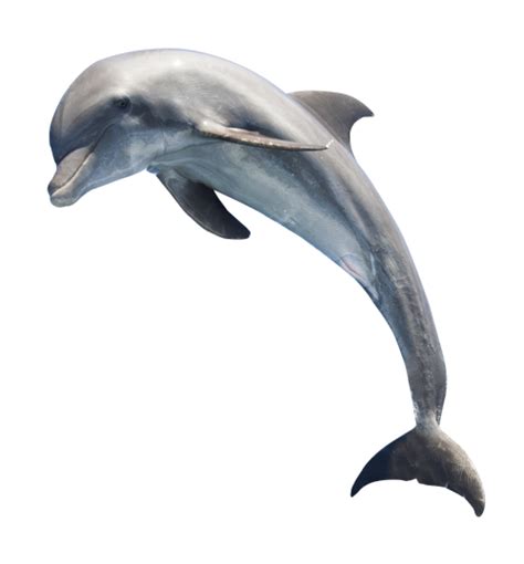 Dolphin Png Full Hd Png