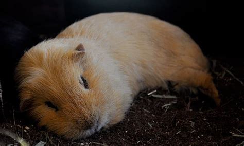 Guinea Pig Sleep: Everything You Need to Know - Pocket Pet Central