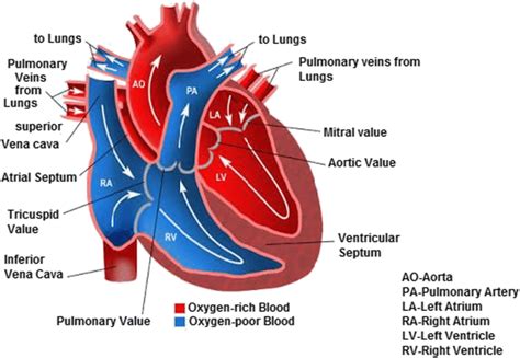 Anatomy and physiology of heart | Download Scientific Diagram