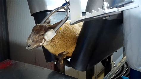 Undercover Footage Reveals Extreme Violence and Suffering in Sheep Slaughterhouse | GreenStories