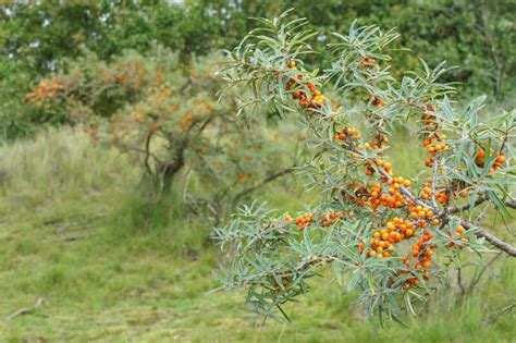 How to Grow Sea Buckthorn in Your Garden