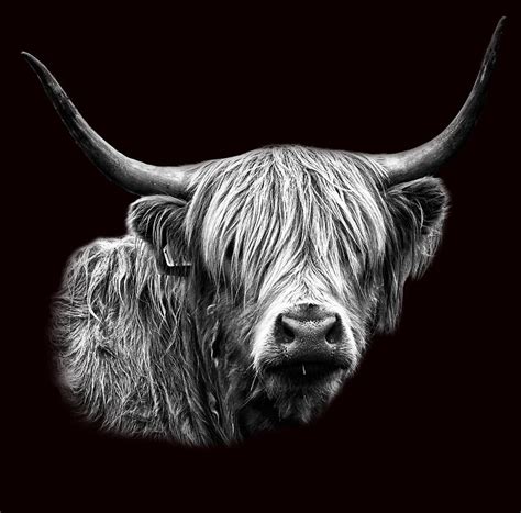 Portrait Of A Highland Cow Photograph by JM Braat Photography