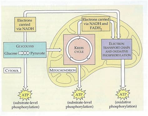 😀 What is the end product of oxidative phosphorylation. Water is one of the end products of ...