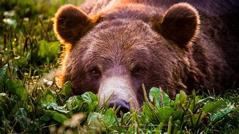 Grizzly Bear Wallpapers Images Photos Pictures Backgrounds