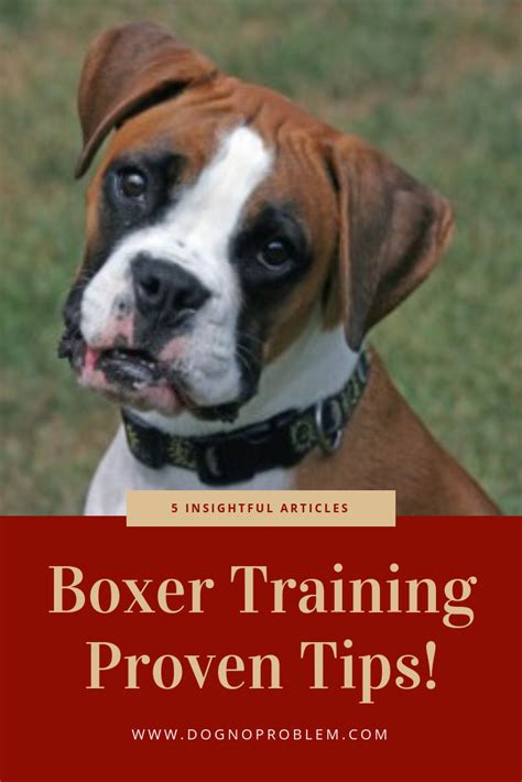 Boxer Dog Training: 5 Insightful Articles on Training the Boxer (Proven Tips!) | Boxer dogs ...