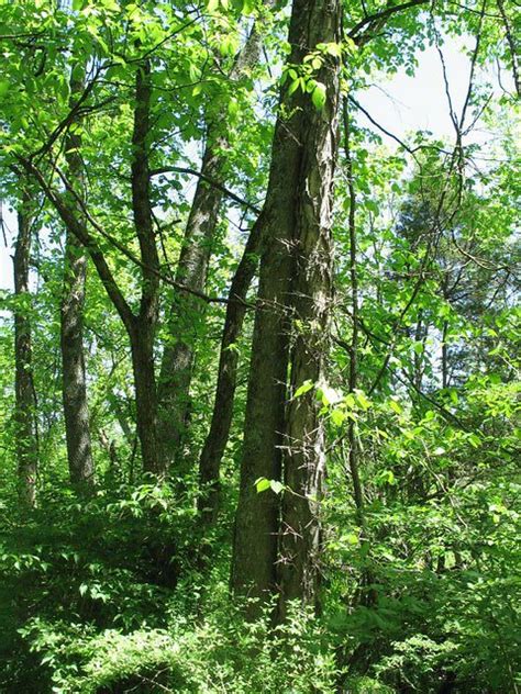 Kentucky native Tree with thorns May 2007 Boonesboro, KY | Flickr ...