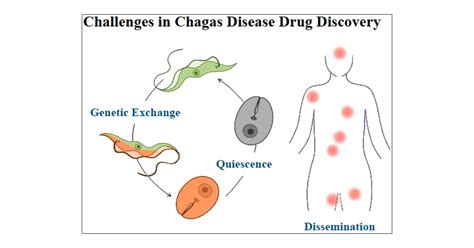 An Updated View of the Trypanosoma cruzi Life Cycle: Intervention Points for an Effective ...