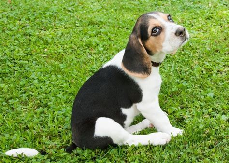 Beagle Puppies: Everything You Need to Know | The Dog People by Rover.com