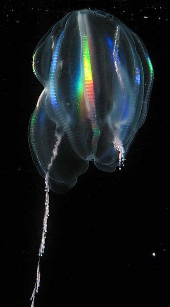 Real Monstrosities: Comb Jelly