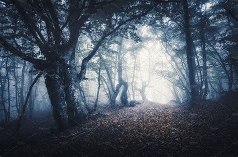 Dark foggy forest. Mystical autumn | High-Quality Nature Stock Photos ~ Creative Market