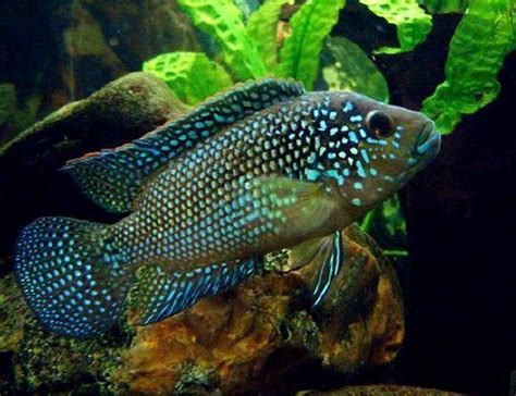 Green Terror Cichlid Pond Fish | Arizona Aquatic Gardens Aquarium Fish ...