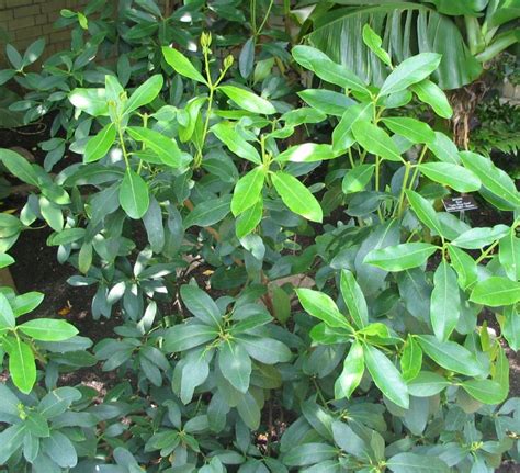 File:Acokanthera oblongifolia - poison arrow plant - from-DC1.jpg - Wikipedia, the free encyclopedia