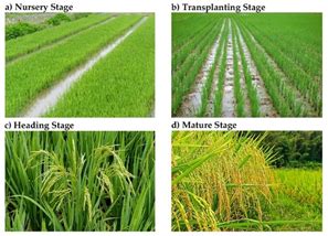 Mapping Paddy Rice With Remote-Sensing | Encyclopedia