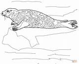 Leopard seal coloring Pages Download And Print For Free sketch template