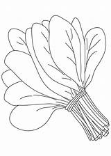 Spinach Vegetable Coloring Pages For Kids Bbz  Printable Vegetables sketch template
