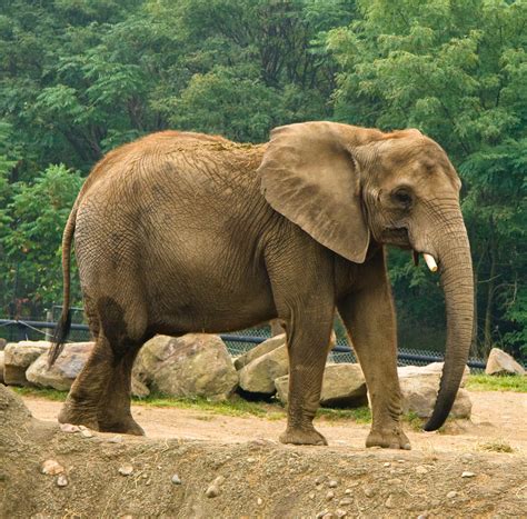 File:African Elephant 8.jpg - Wikimedia Commons