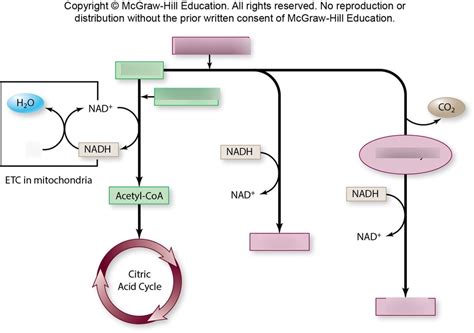 Final Electron Acceptors to Regenerate NAD+ Diagram | Quizlet