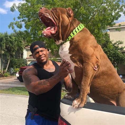 The Hulk Of Ddkline on Instagram: “You know is the vibes 🗣🦍 #beastvsbeast hulk and my bodyguard ...