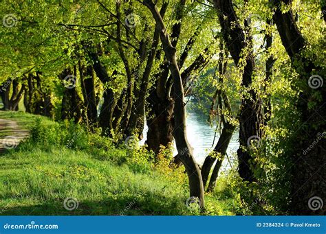 Forest walking path stock photo. Image of light, path - 2384324