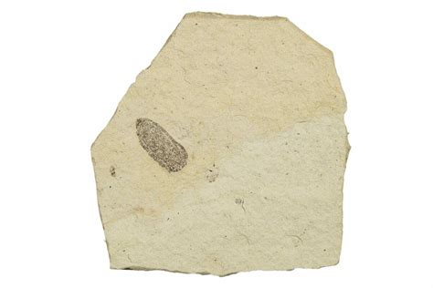 .31" Fossil Beetle (Coleoptera) Elytron - Bois d’Asson, France (#254226 ...