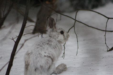 Free photo: Snowshoe Hare - Animal, Wildlife, Wild - Free Download - Jooinn