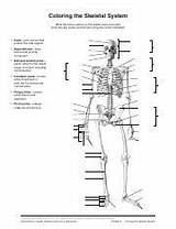 Coloring The Skeletal System Learn Bone Names And Anatomy With  sketch template