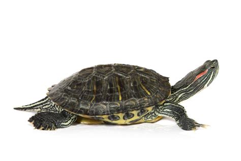 Red Eared Slider Turtle Wallpapers - Wallpaper Cave