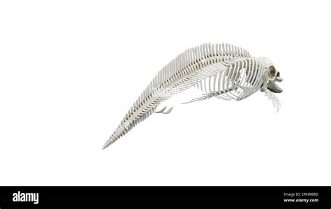 Dolphin's skeletal system, illustration Stock Photo - Alamy