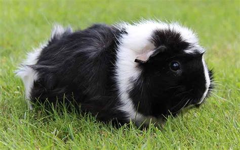 Black And White Guinea Pig Names - 250 Awesome Idea