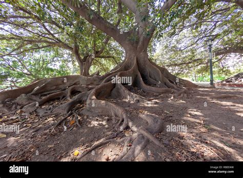 Ombu tree hi-res stock photography and images - Alamy